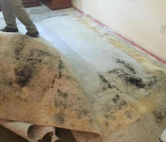 picture of mold on bottom of rug and floor