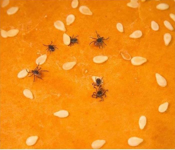 Photo of male and female adult blacklegged ticks on a sesame seed bun to demonstrate relative size. Photo credit: CDC